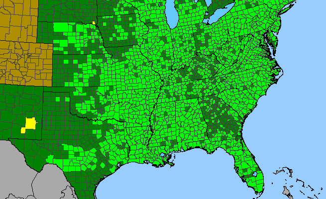 The range of Boehmeria cylindrica